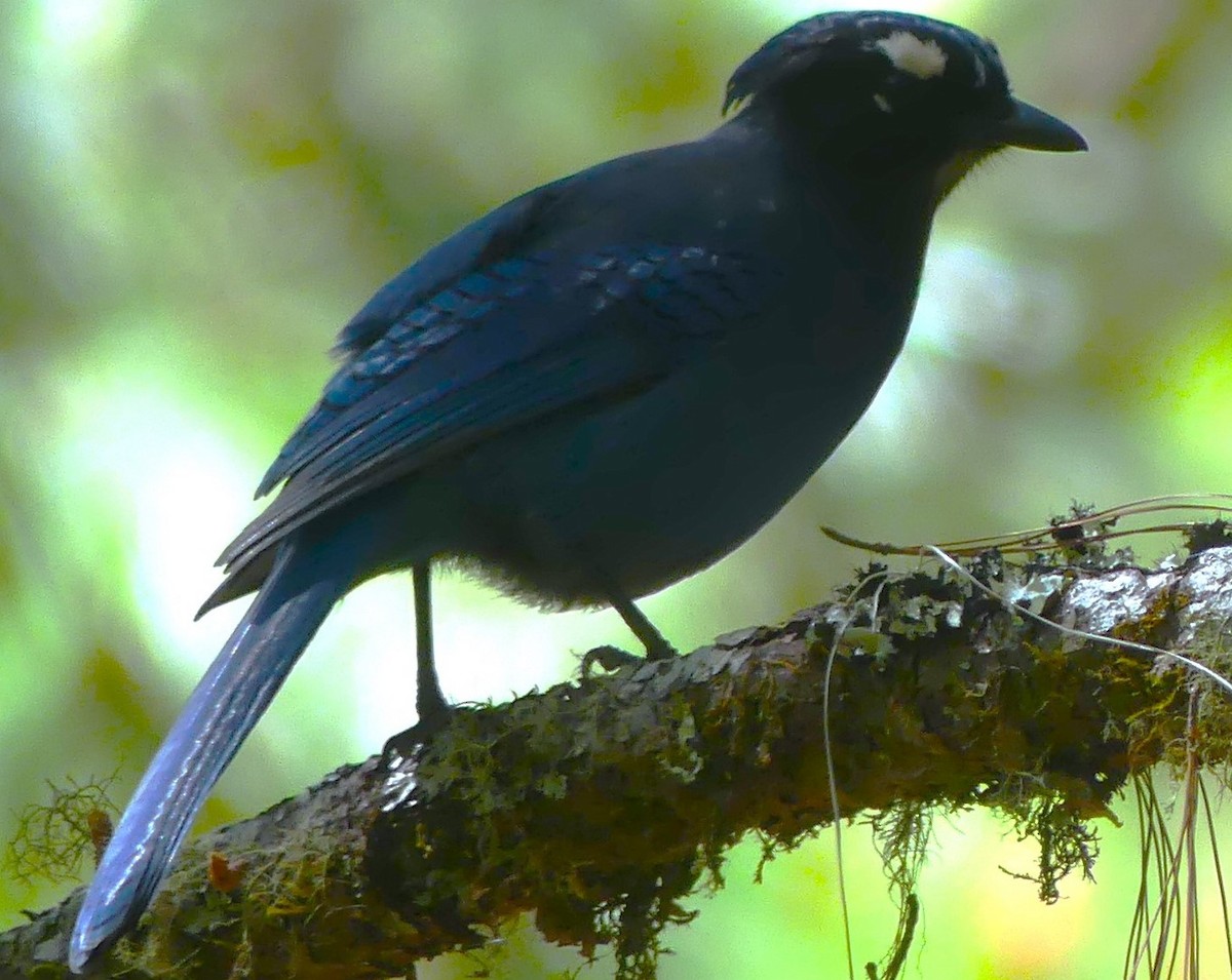 Steller's Jay - Peter Kavouras