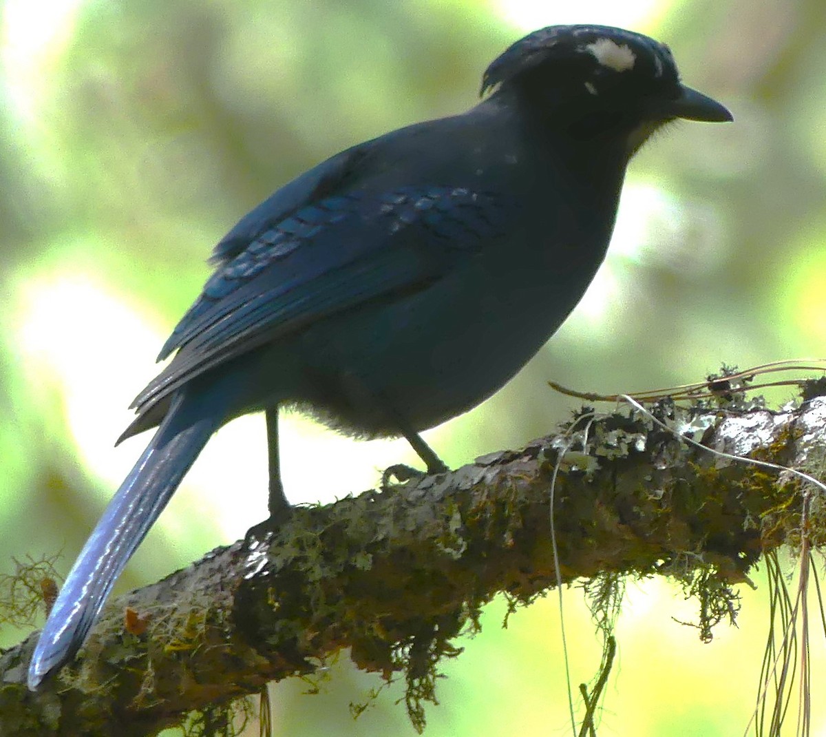 Steller's Jay - ML618408094