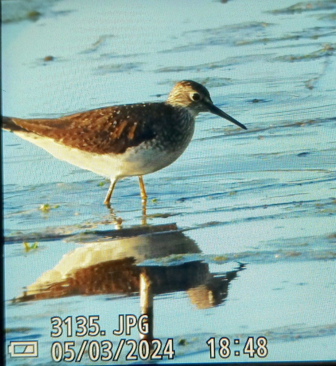 Solitary Sandpiper - ML618408106