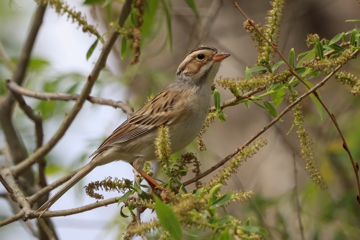 Clay-colored Sparrow - ML618408164