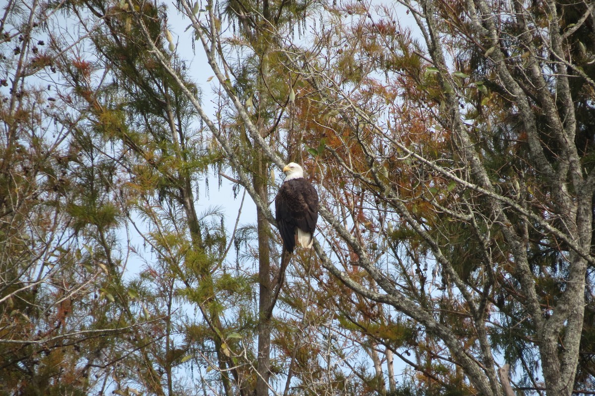 Weißkopf-Seeadler - ML618408166