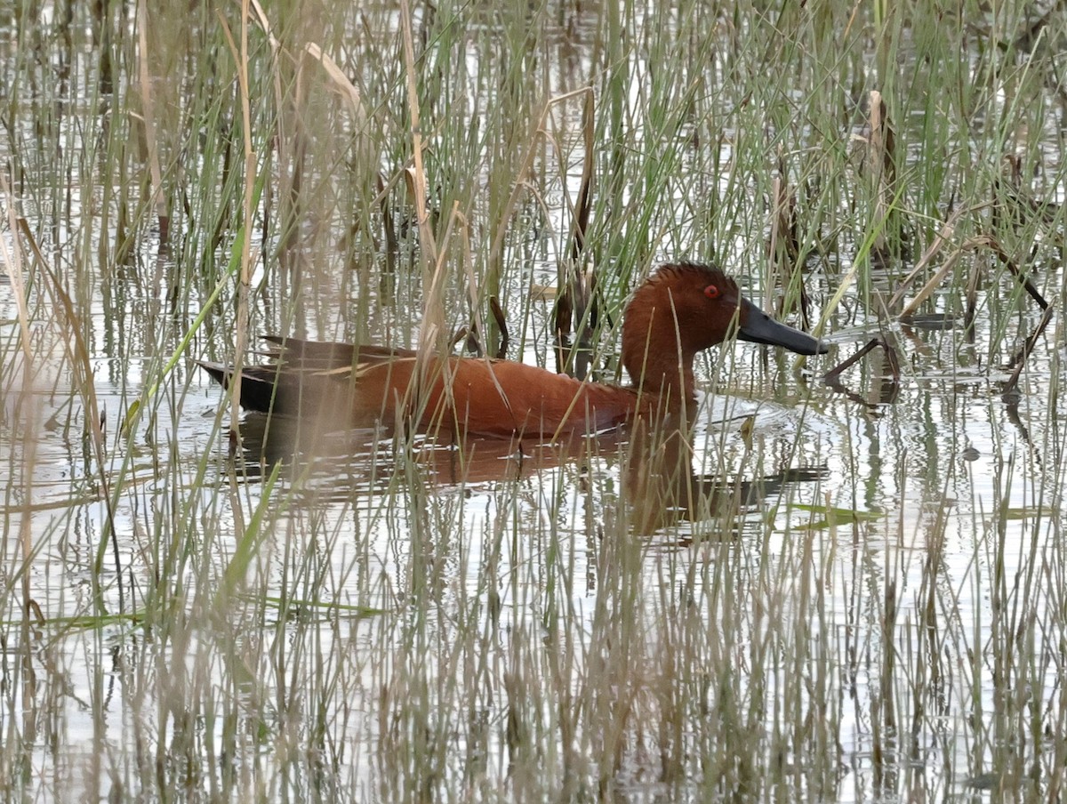 Cinnamon Teal - ML618408170