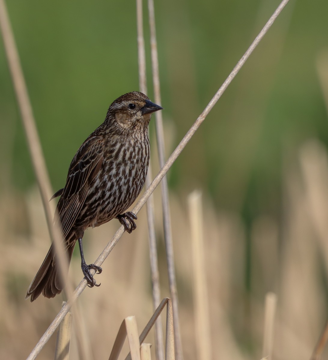 Red-winged Blackbird - Lauren W