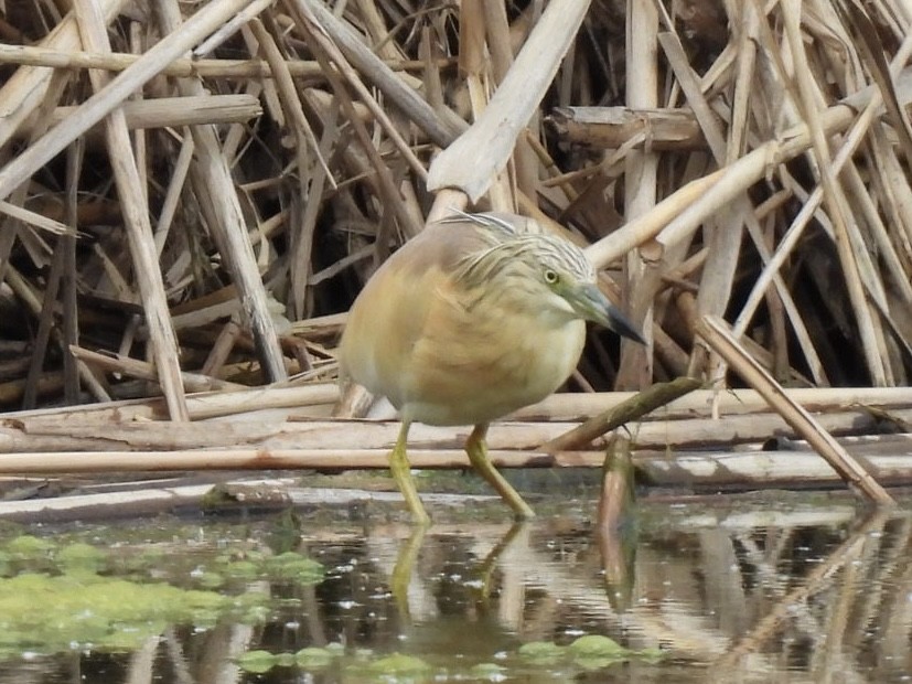 Squacco Heron - ML618408185