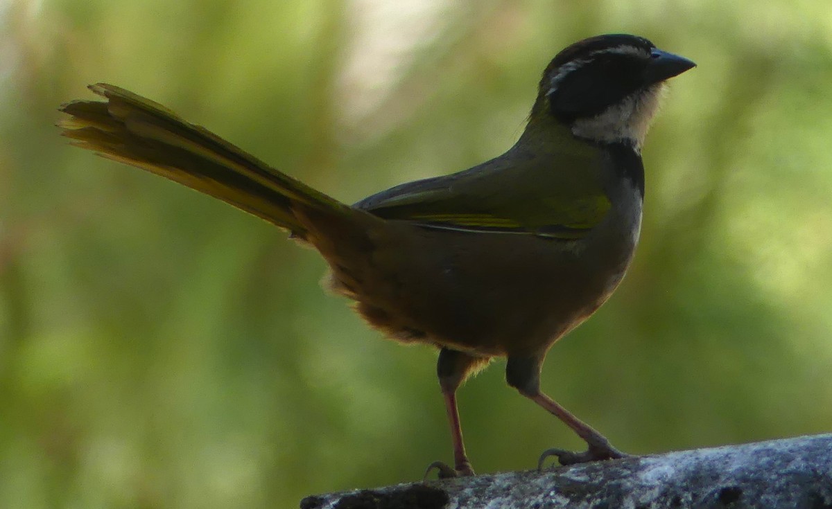 Collared Towhee - ML618408212