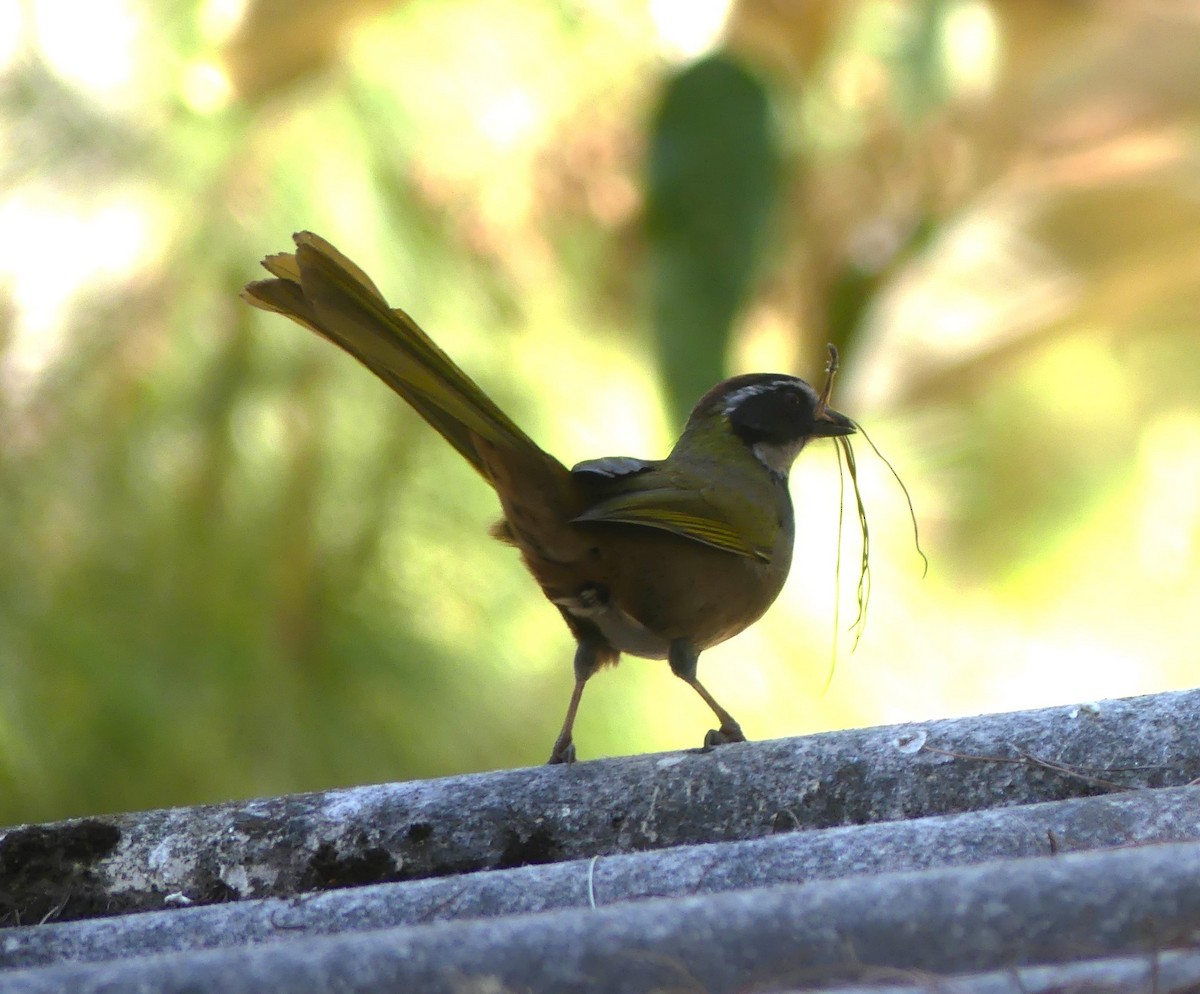 Collared Towhee - ML618408213