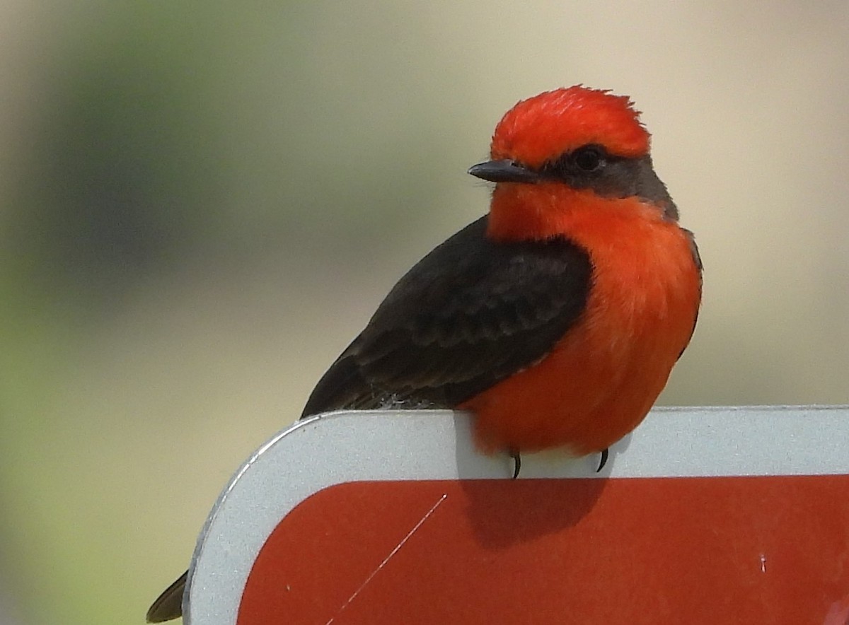 Vermilion Flycatcher - ML618408222