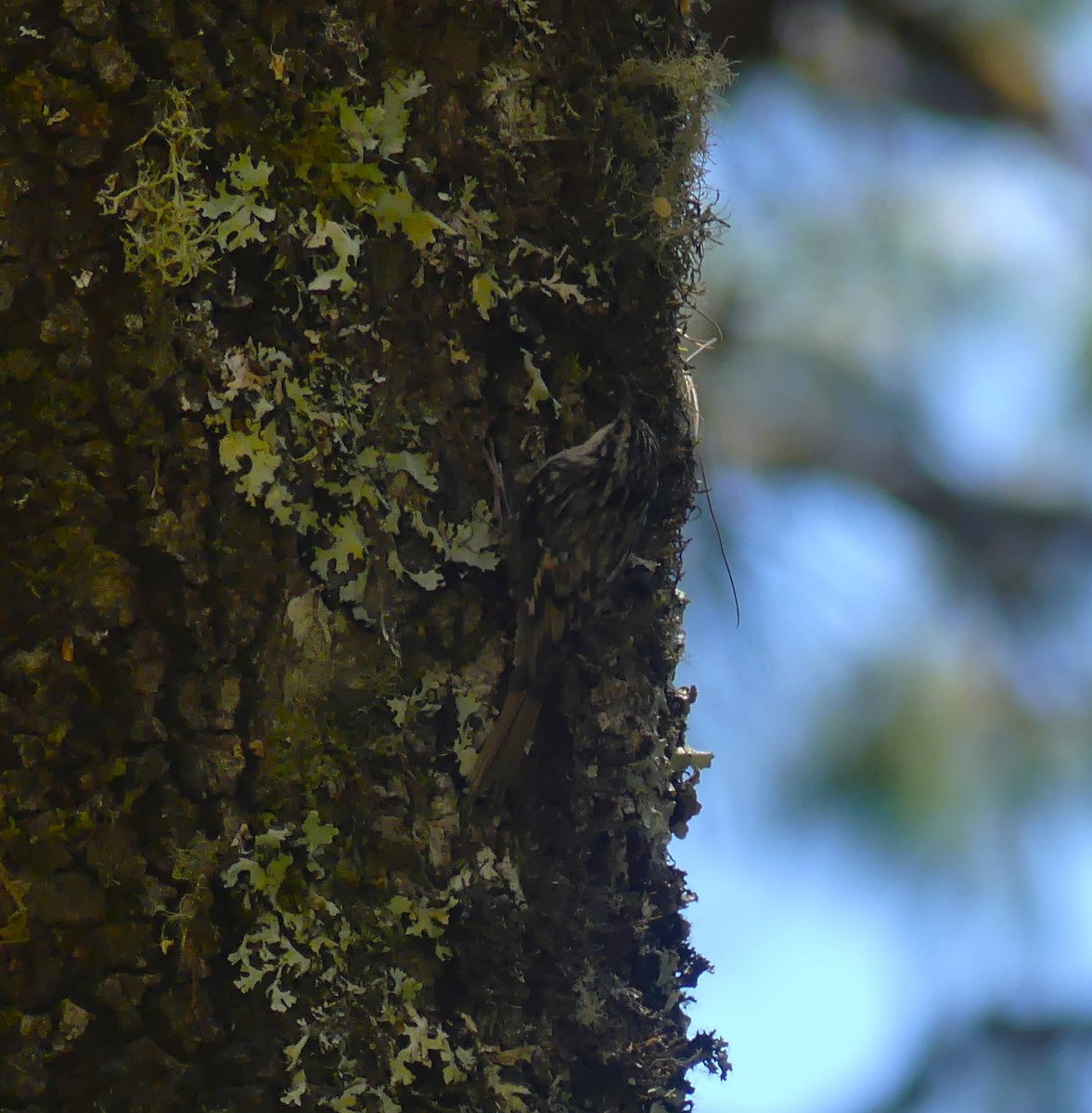 Brown Creeper - ML618408256