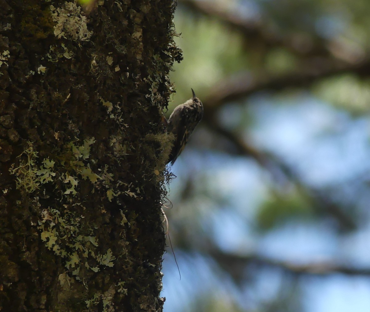 Brown Creeper - Peter Kavouras