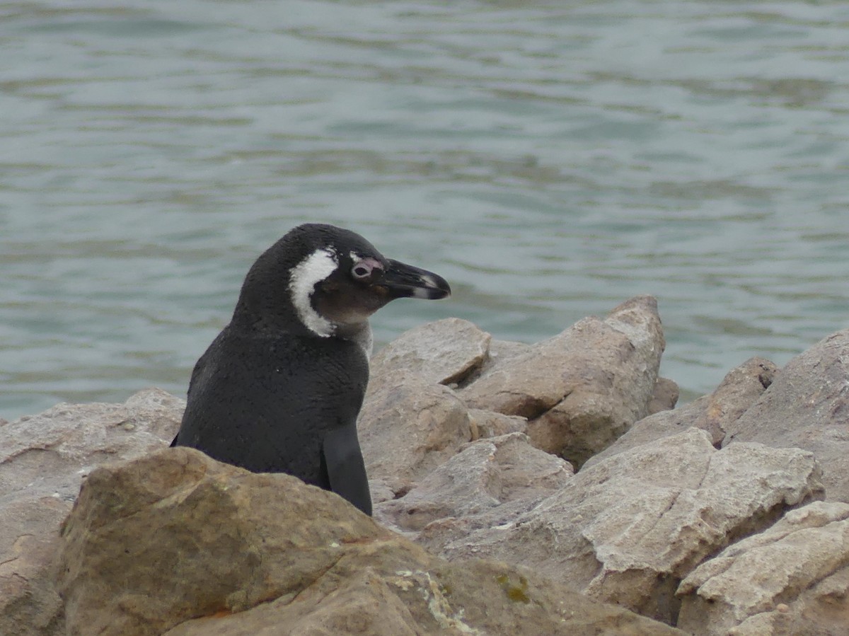 African Penguin - ML618408268