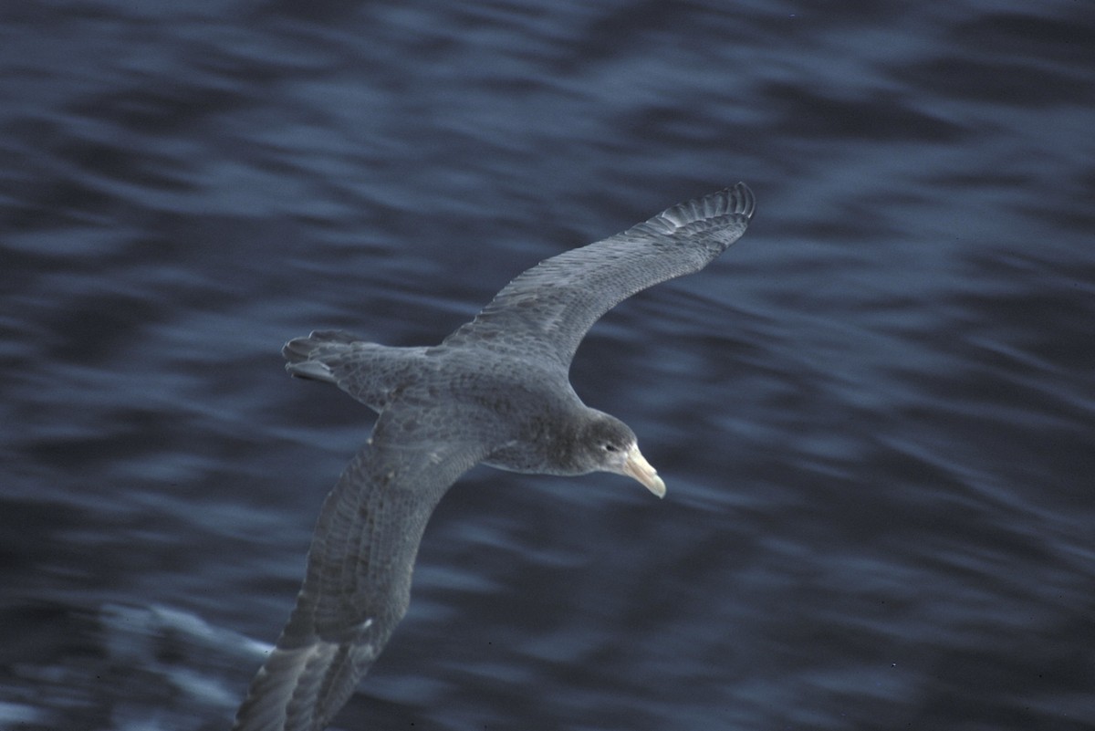 Southern Giant-Petrel - ML618408274