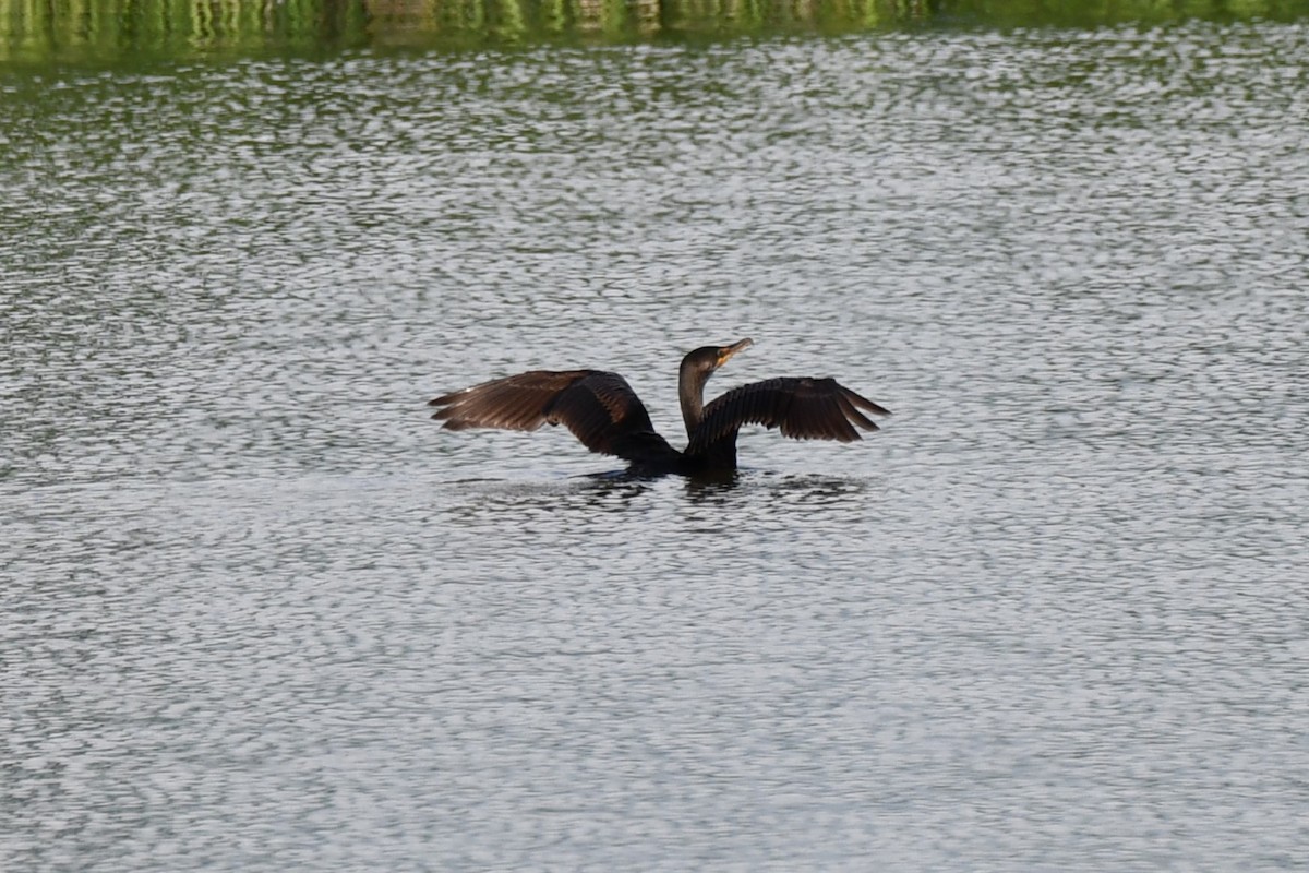 Double-crested Cormorant - ML618408345