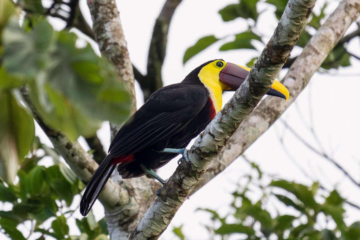 Yellow-throated Toucan - ML618408348