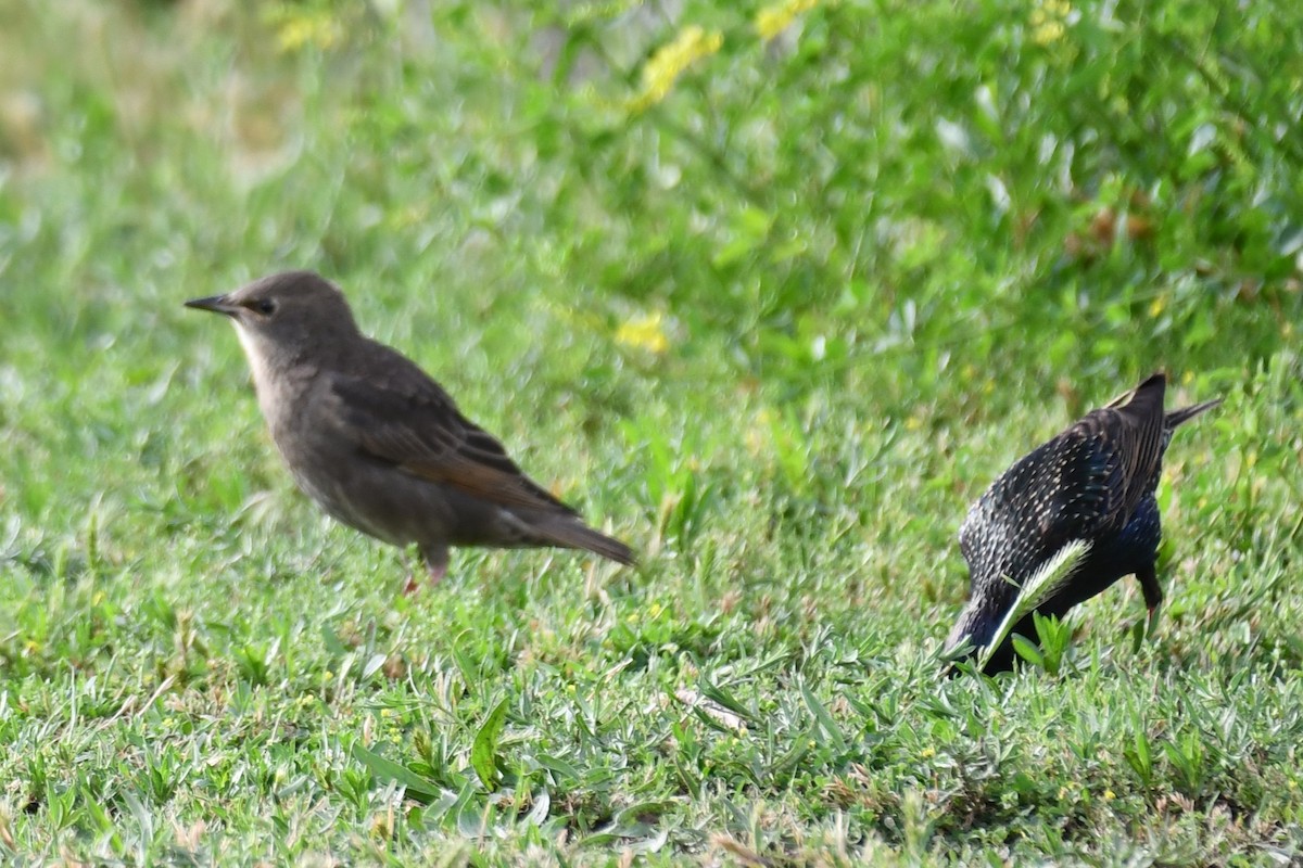 European Starling - ML618408365