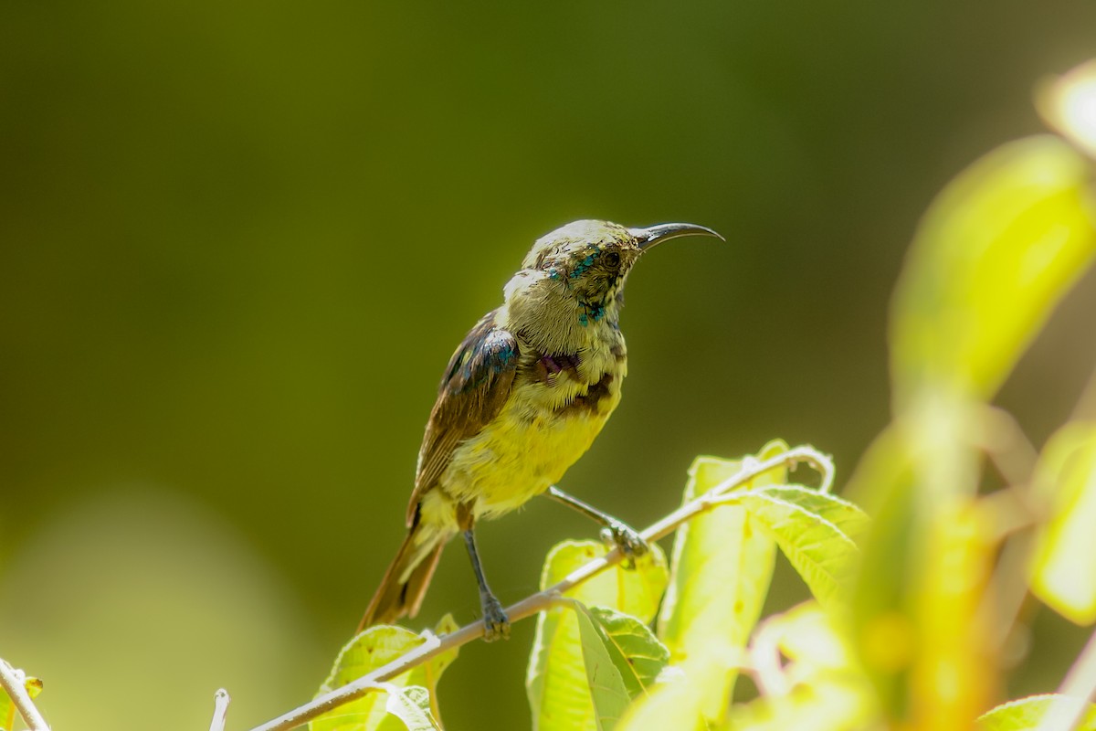 Variable Sunbird (Yellow-bellied) - Morten Lisse