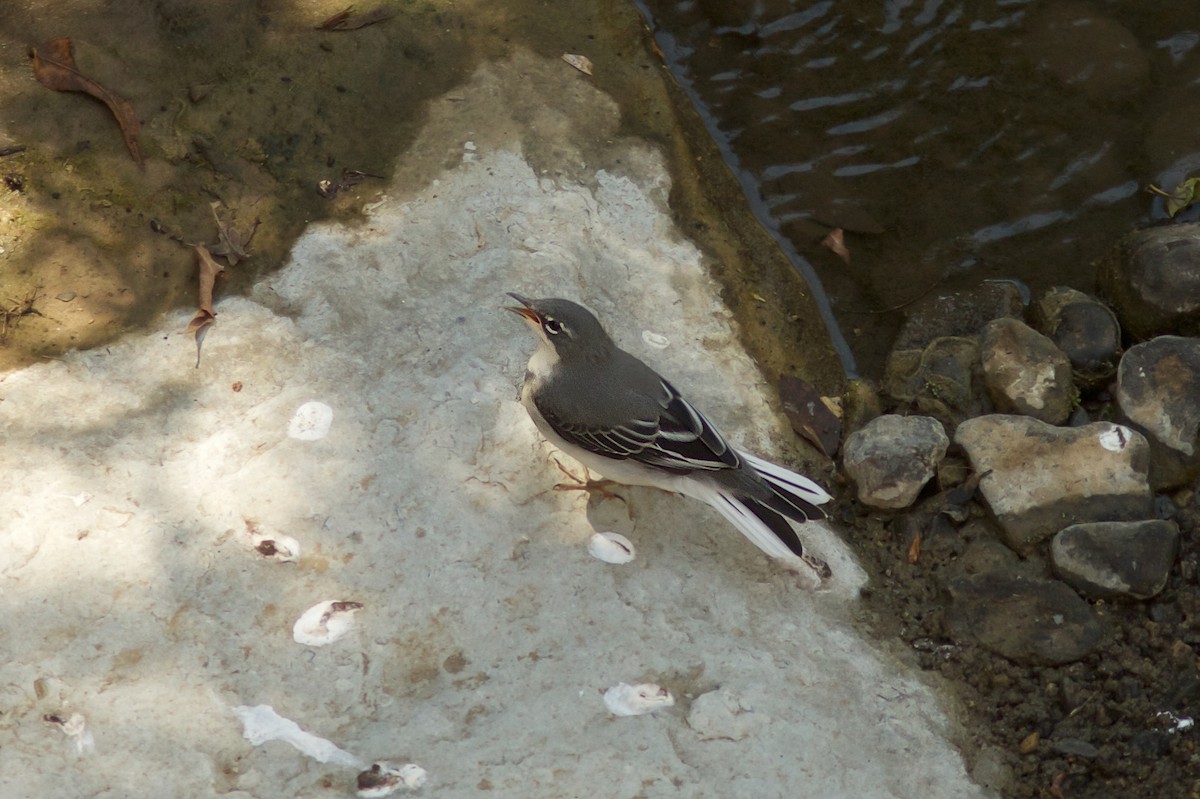 Mountain Wagtail - ML618408372