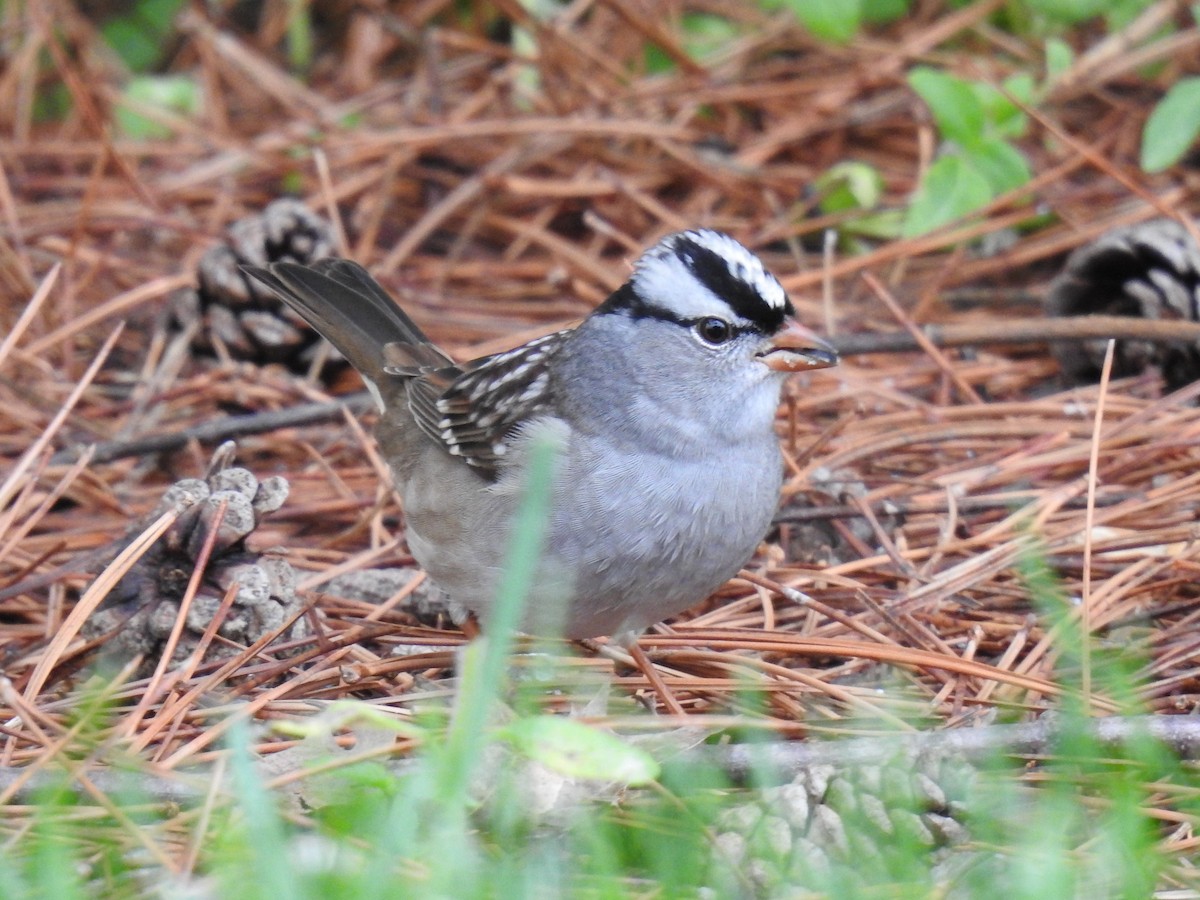 White-crowned Sparrow - James Bolte