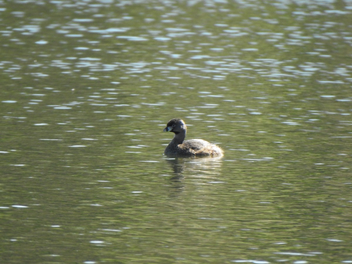 Pied-billed Grebe - ML618408396