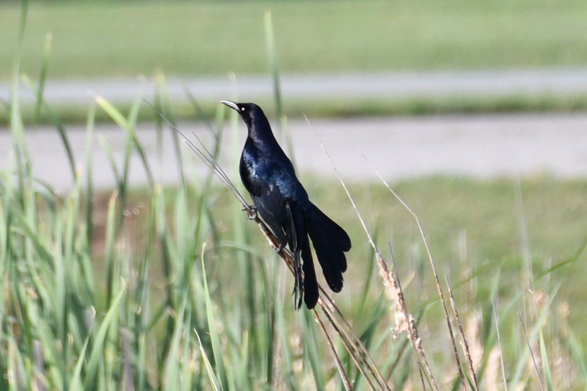 Great-tailed Grackle - ML618408402