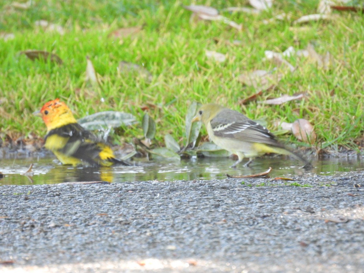 Western Tanager - Patti Northam