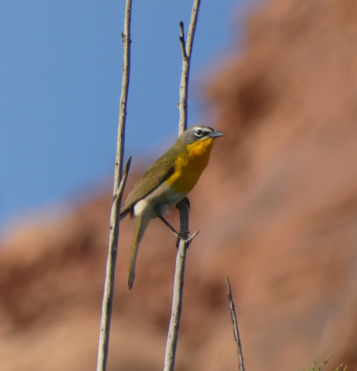 Yellow-breasted Chat - ML618408442