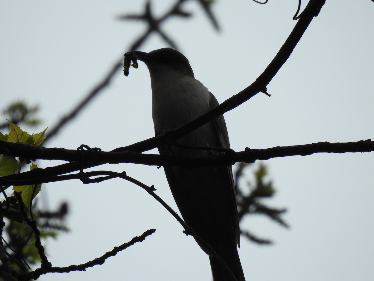 Black-billed Cuckoo - ML618408456