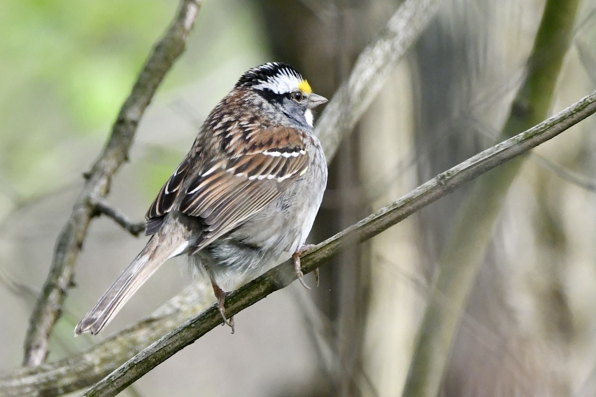 White-throated Sparrow - Lauren Wadas