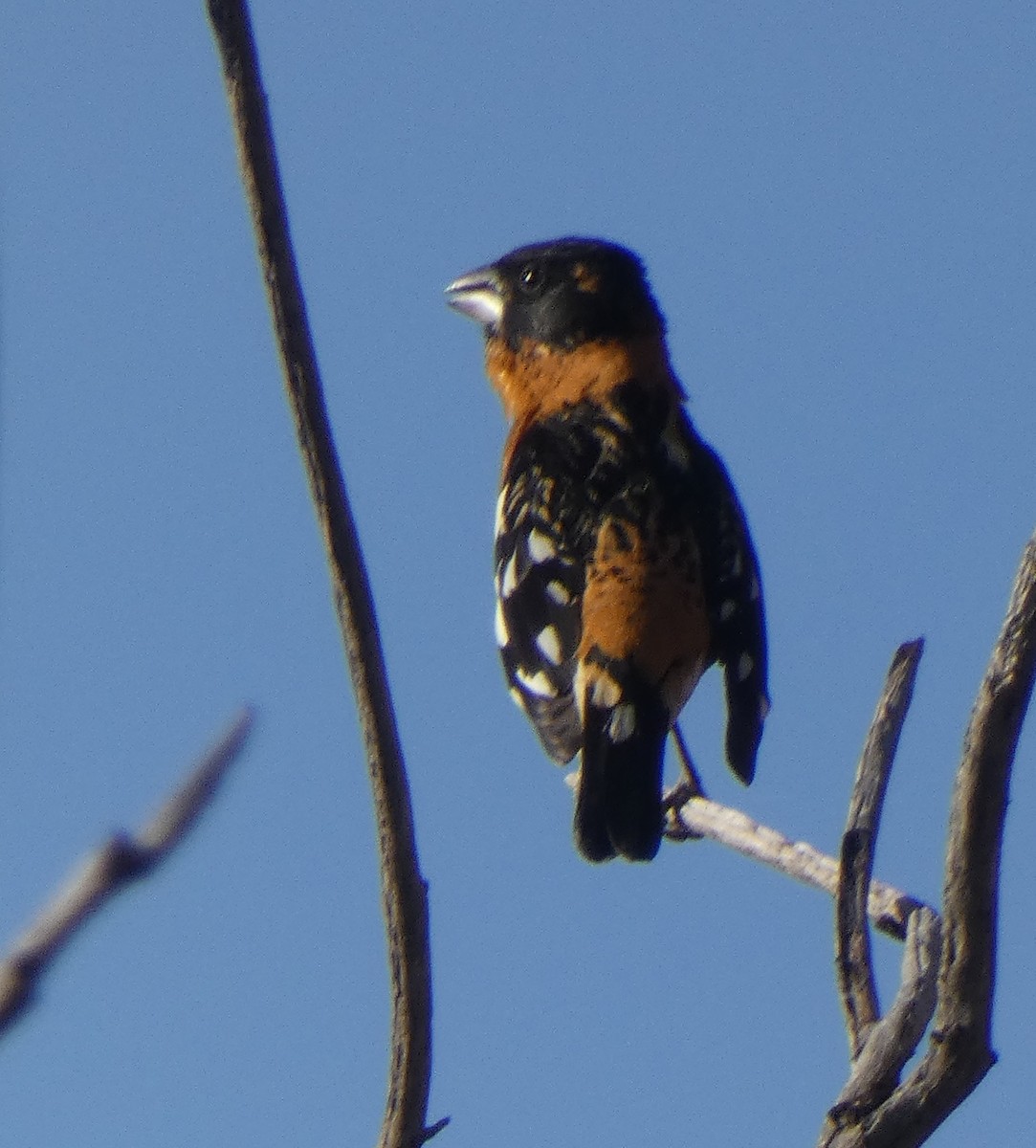 Black-headed Grosbeak - ML618408480