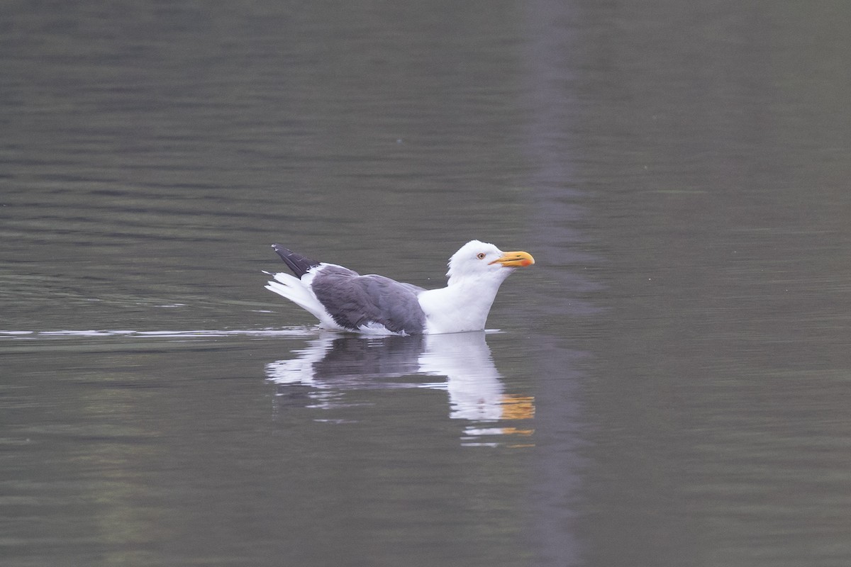 Yellow-footed Gull - Brad Dawson