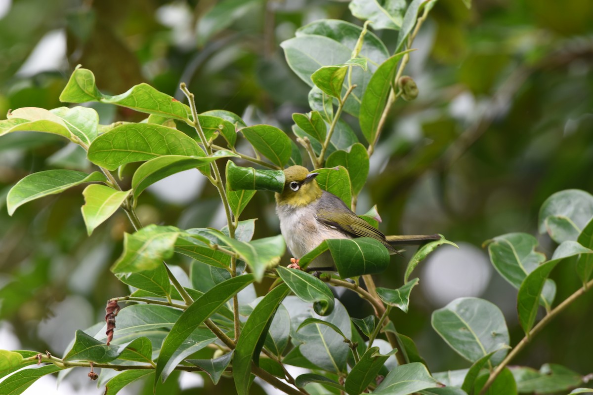 Silvereye - Hitomi Ward