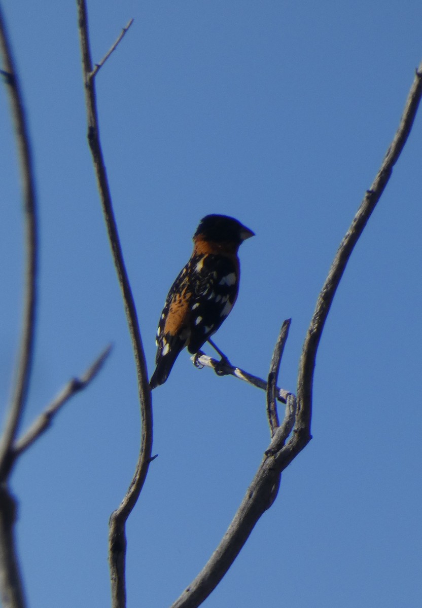 Black-headed Grosbeak - ML618408500