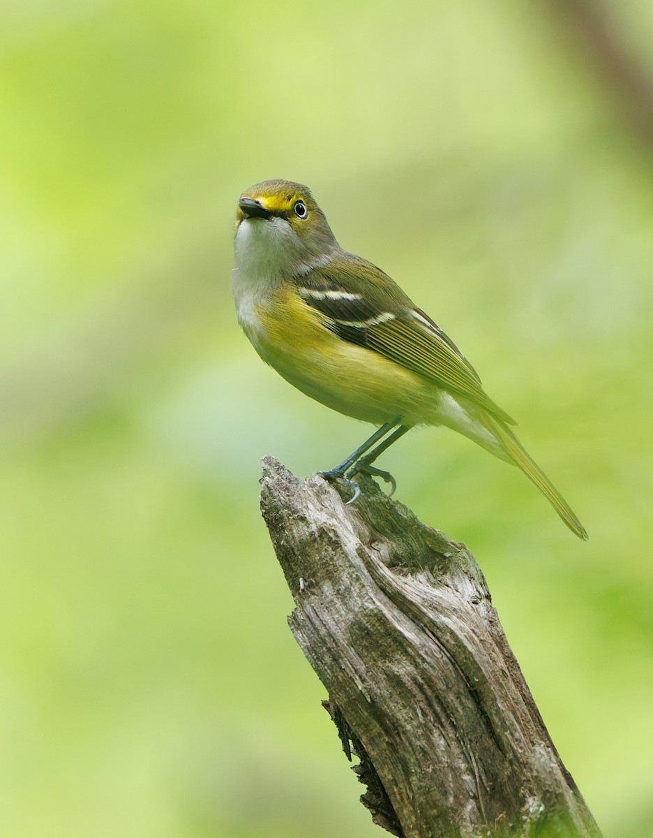 White-eyed Vireo - Jim Malone