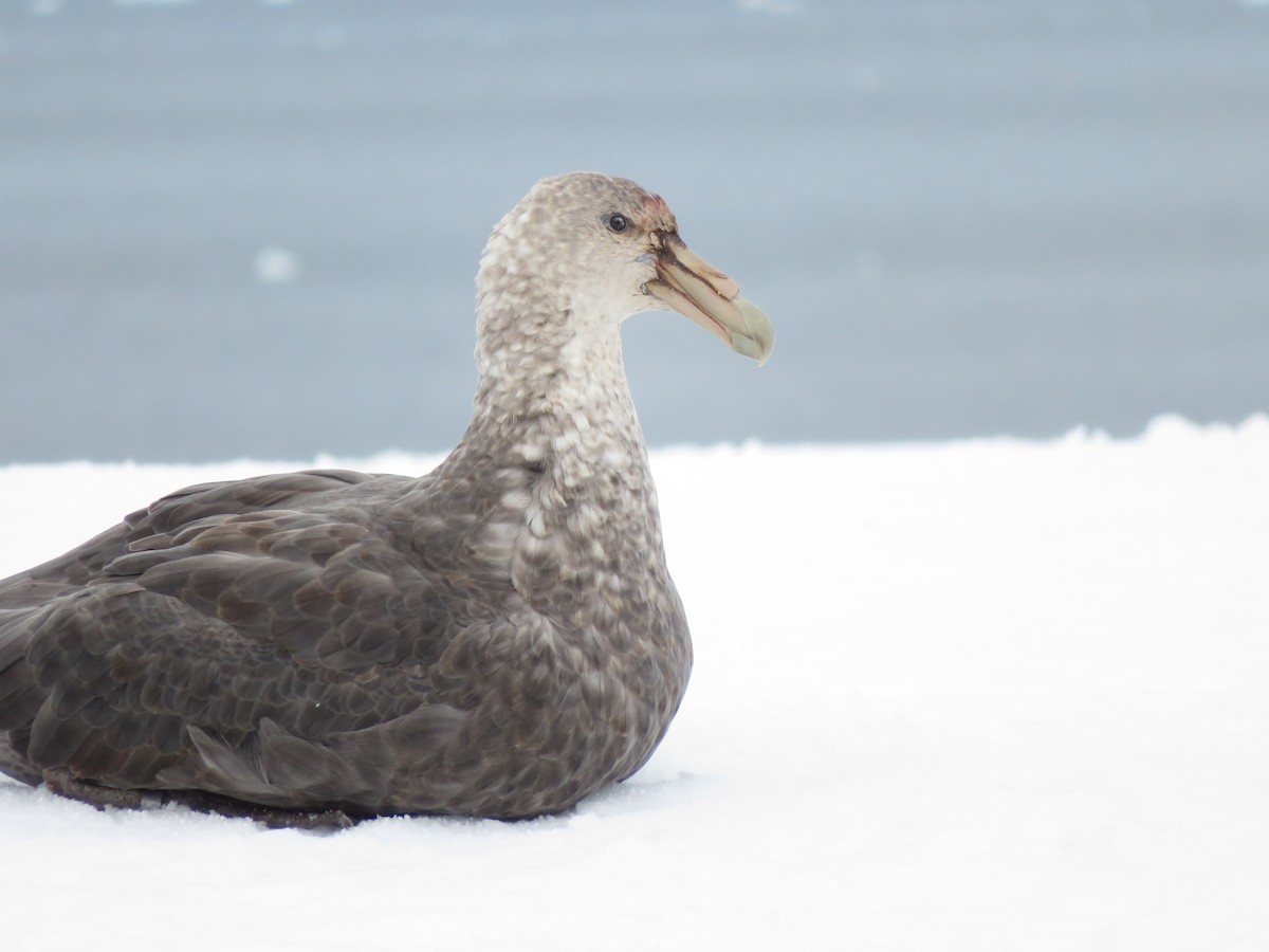 Southern Giant-Petrel - ML618408525