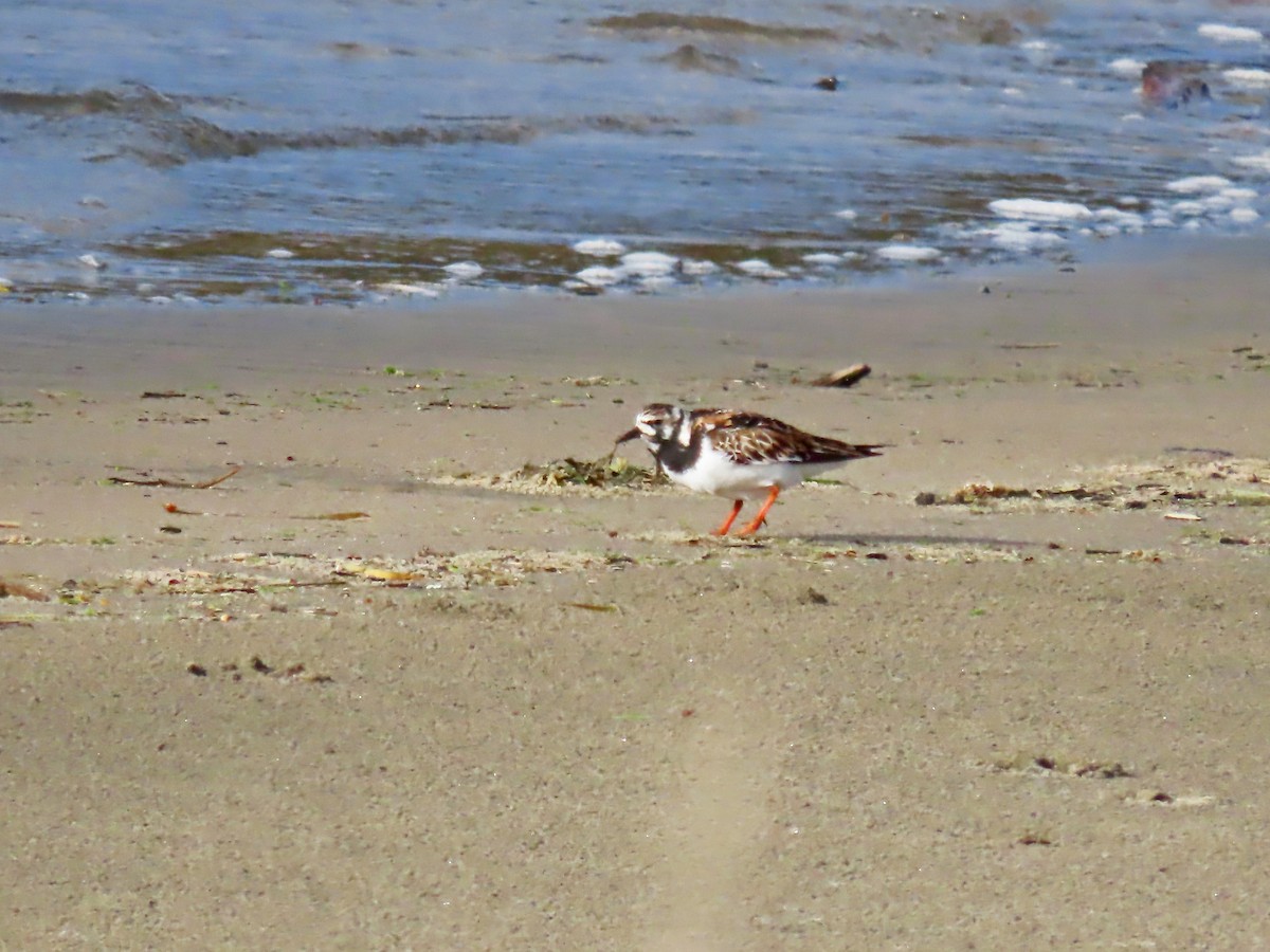 Ruddy Turnstone - Anonymous