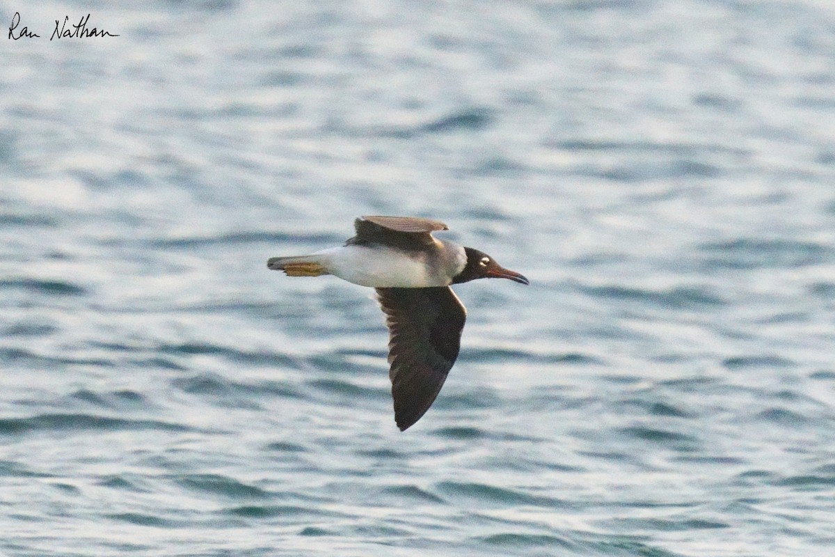 Gaviota Ojiblanca - ML618408557