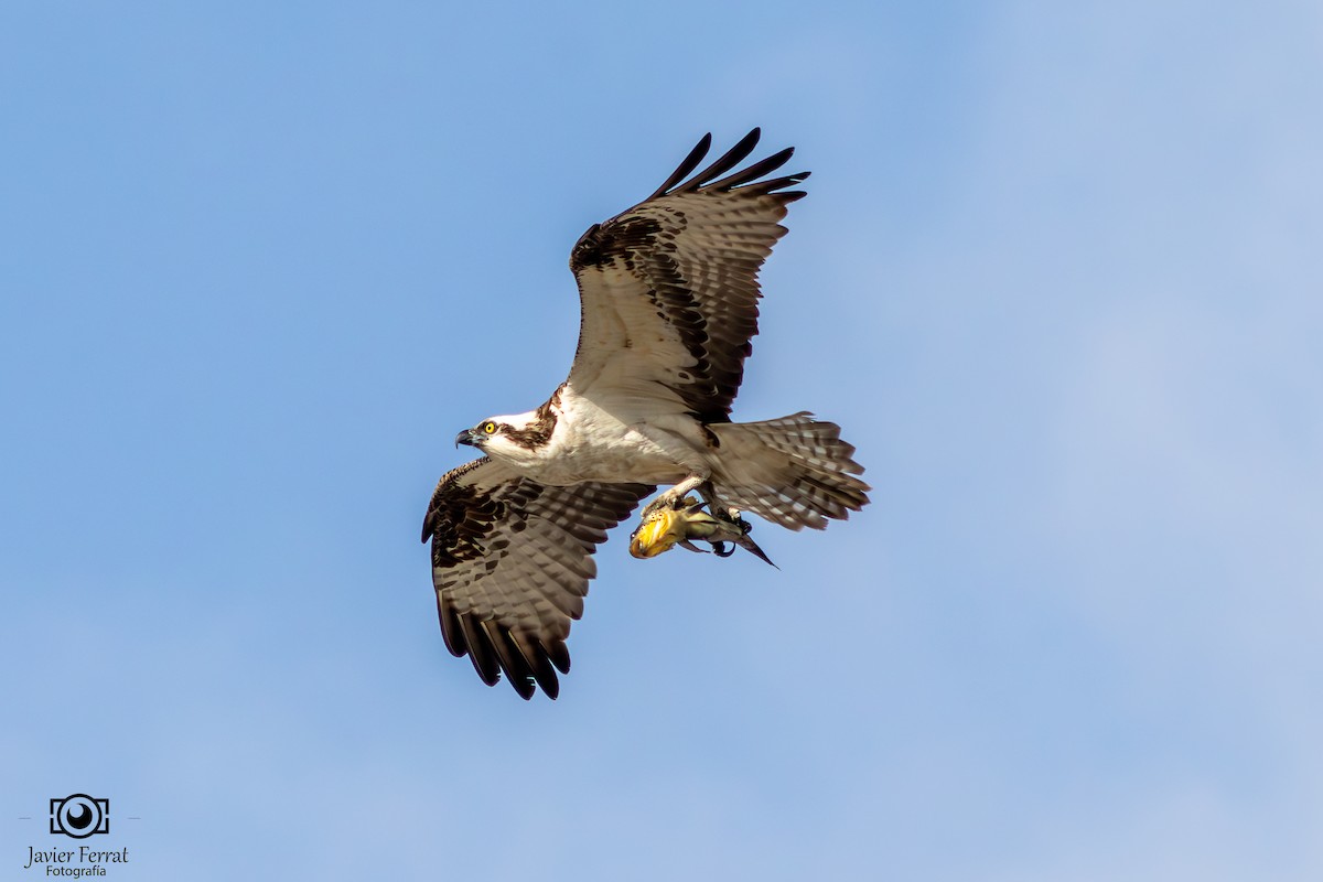 Osprey - Javier Ferrat