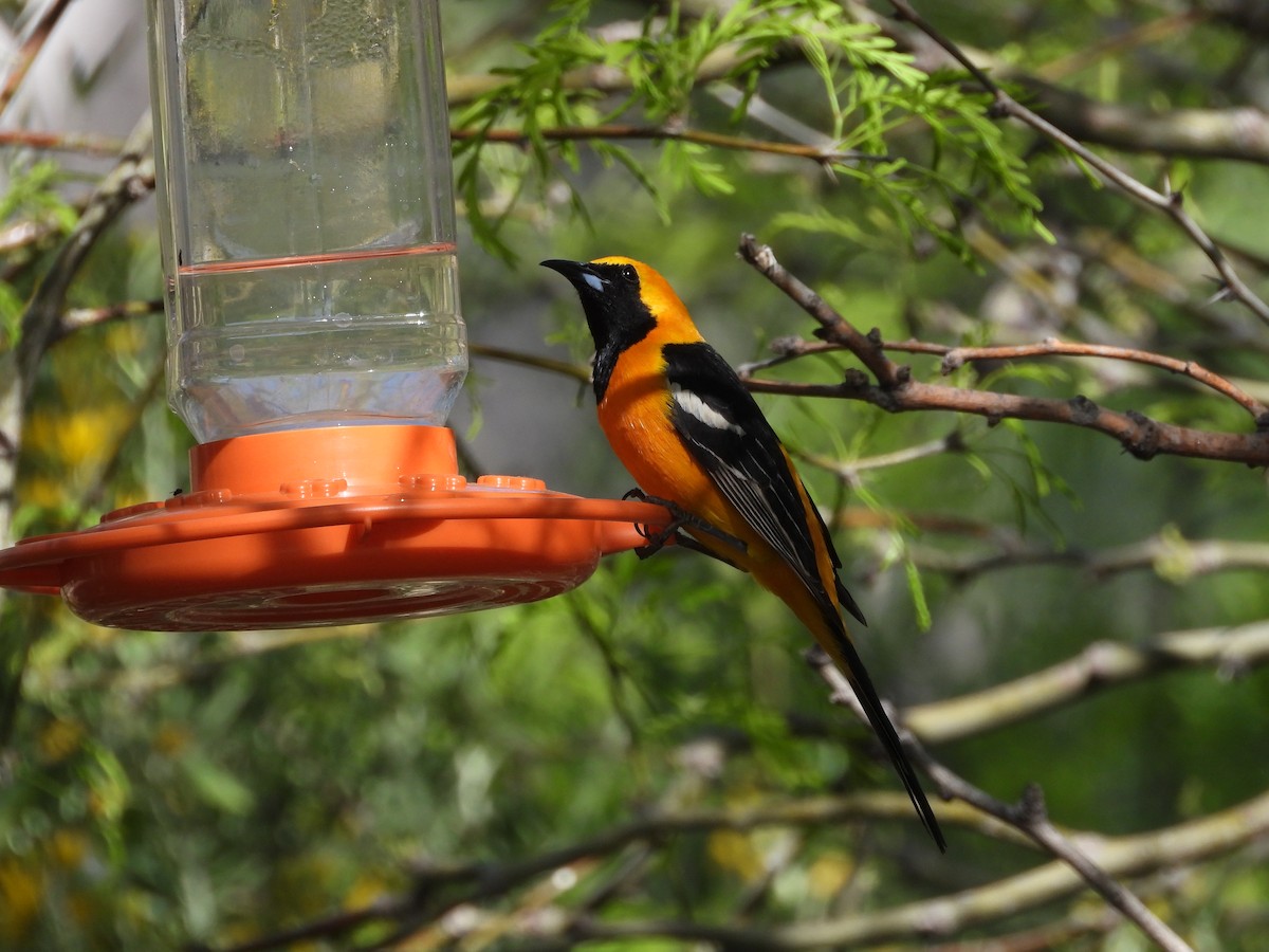 Hooded Oriole - ML618408576