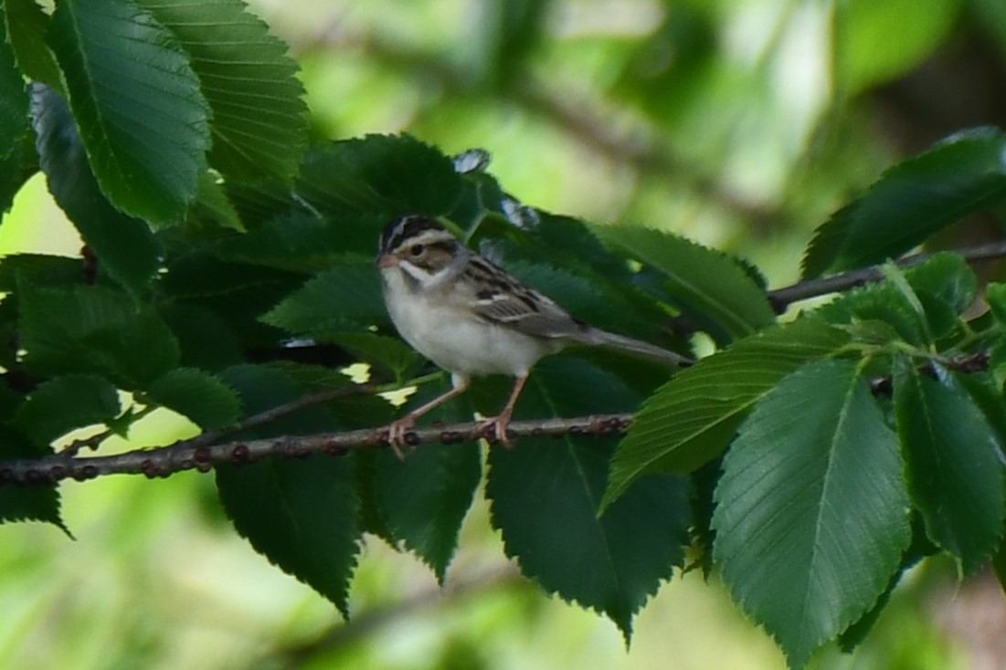 Clay-colored Sparrow - ML618408579