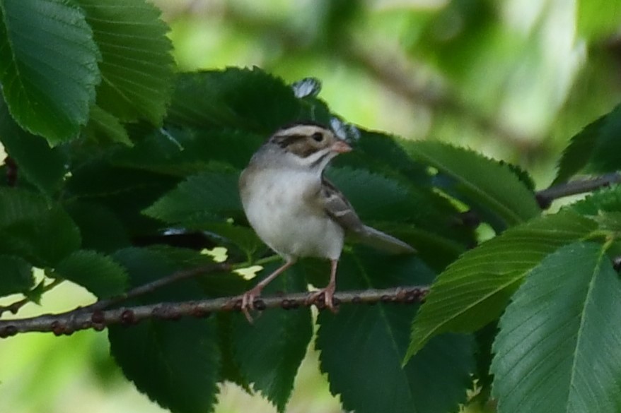 Clay-colored Sparrow - ML618408580