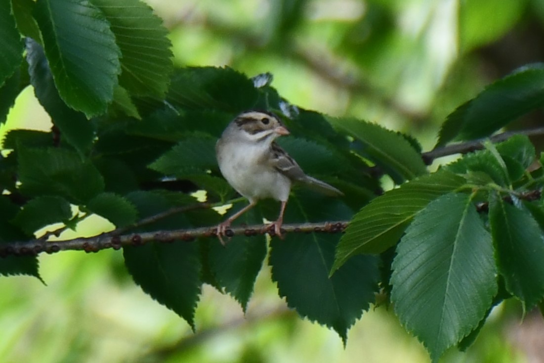 Clay-colored Sparrow - ML618408581