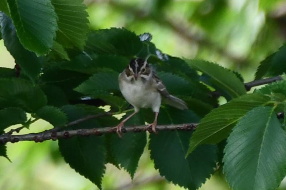 Clay-colored Sparrow - ML618408582