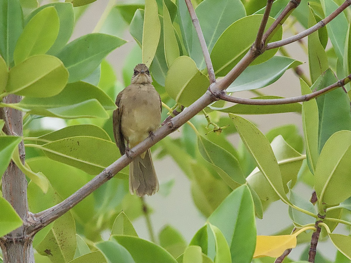 Streak-eared Bulbul - Craig Rasmussen