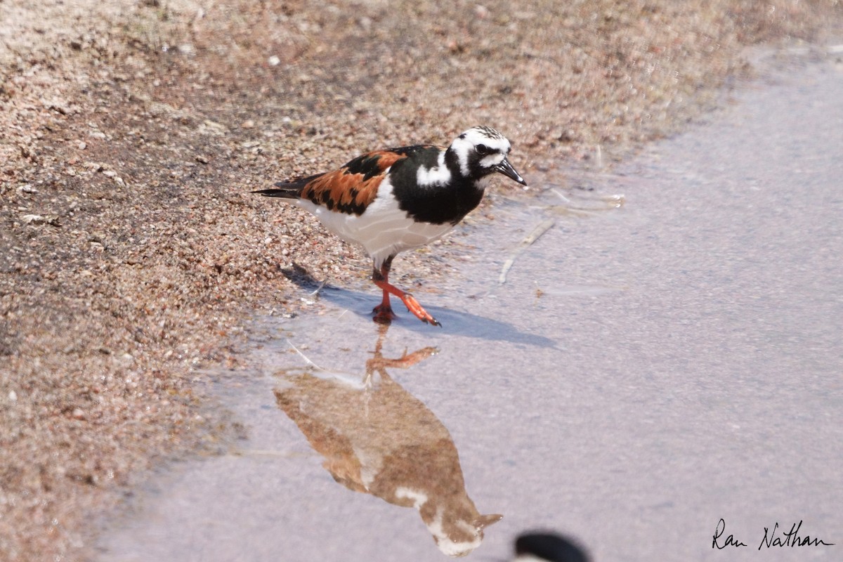 Ruddy Turnstone - Ran Nathan