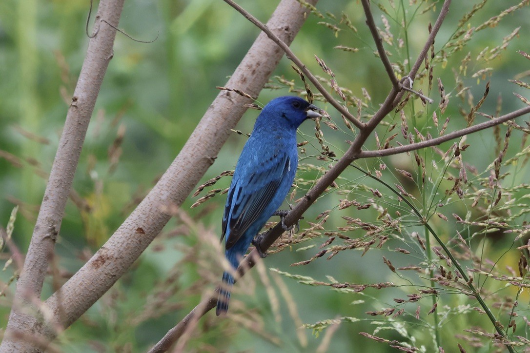 Indigo Bunting - Lisa Madry