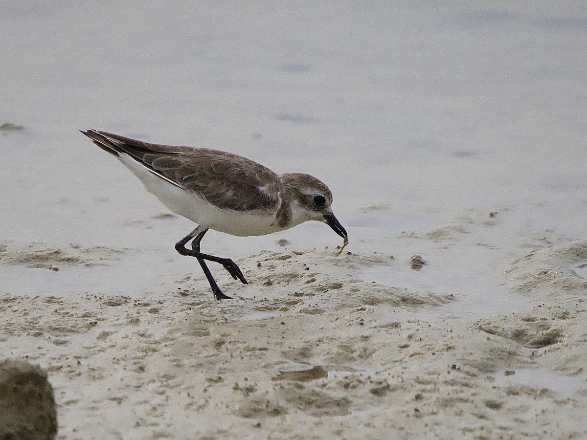 Greater Sand-Plover - ML618408623