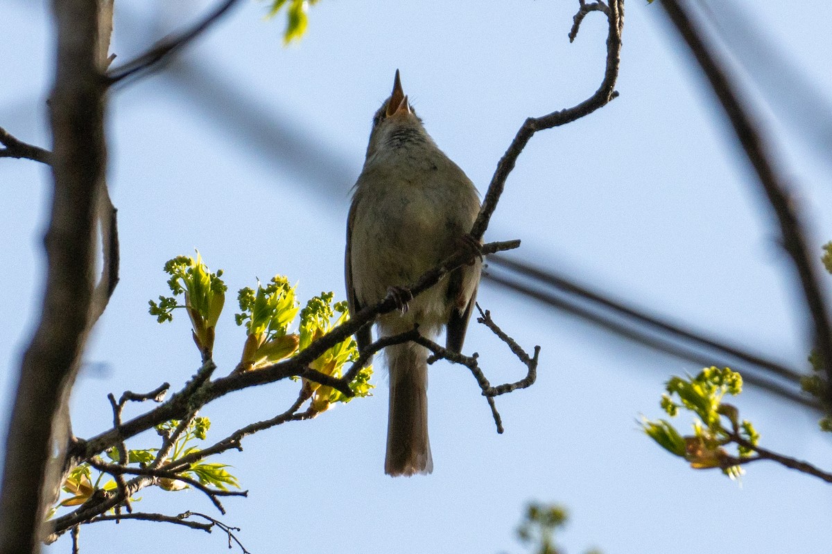 Japanese Bush Warbler - MASATO TAKAHASHI