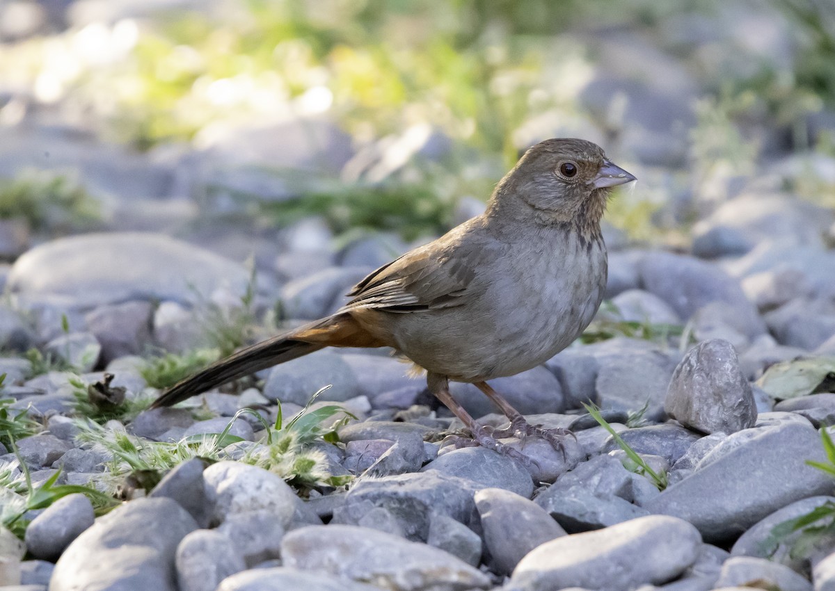 California Towhee - ML618408636