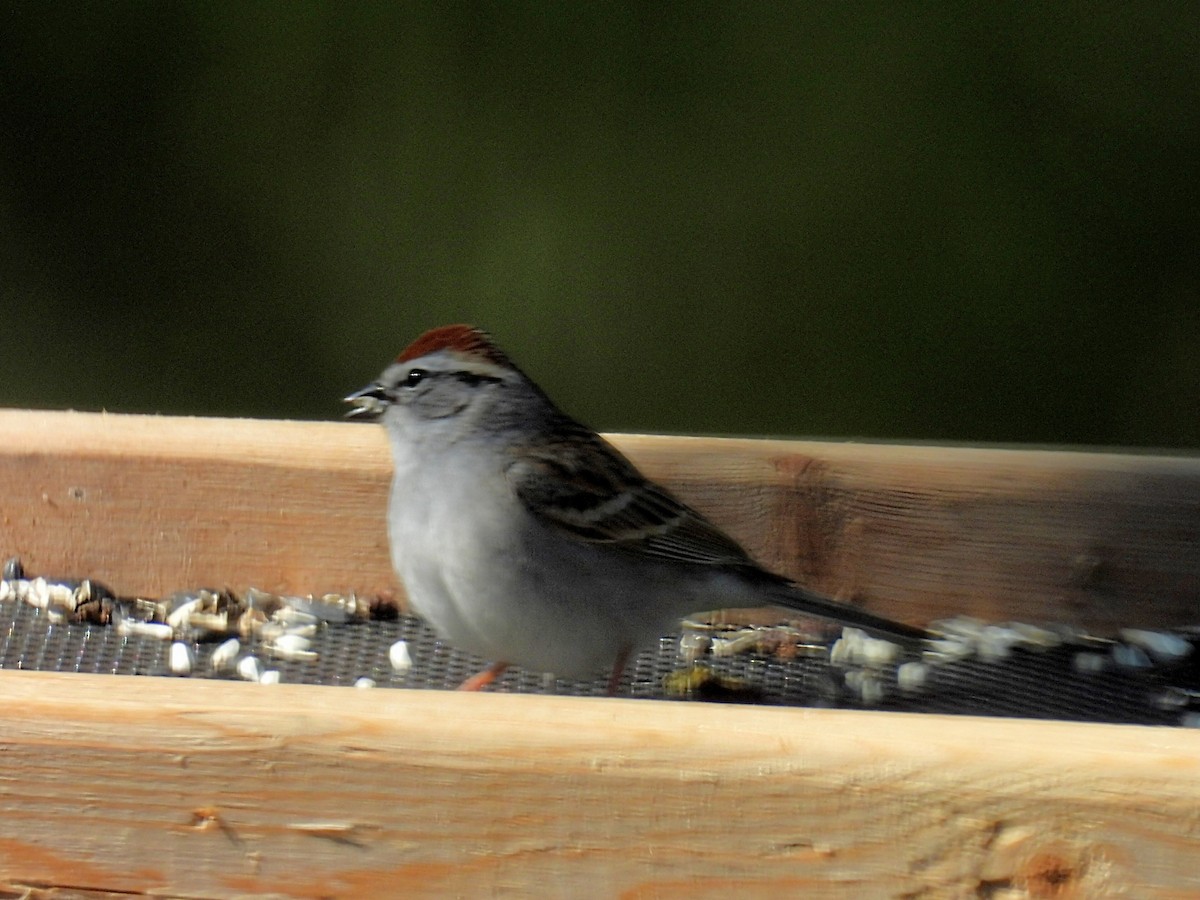 Chipping Sparrow - ML618408658