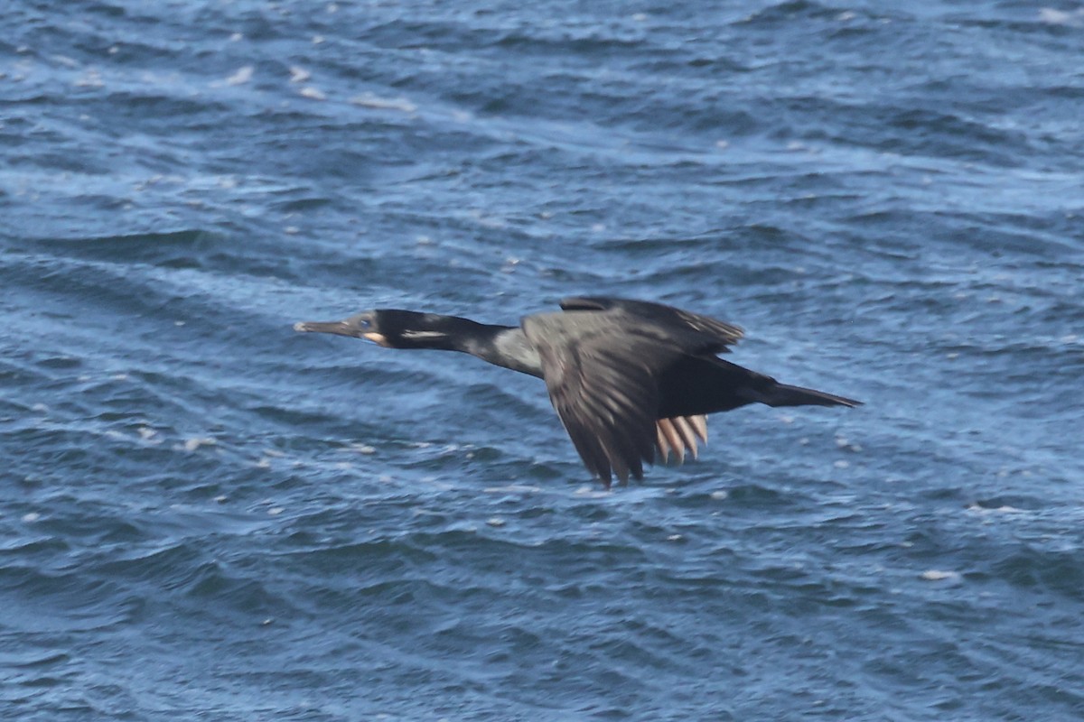 Brandt's Cormorant - Gregory Luckert