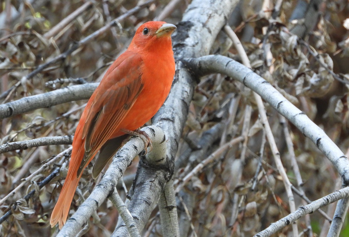 Summer Tanager - ML618408714